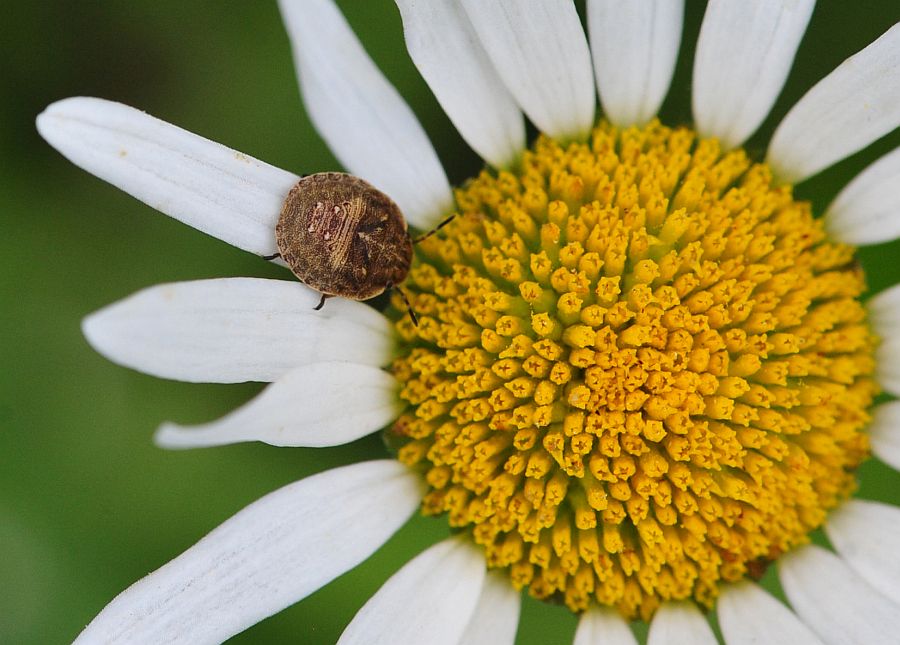 La vita in un fiore - seconda parte